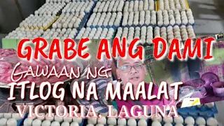 GRABE ANG DAMI | GAWAAN NG ITLOG NA MAALAT | VICTORIA, LAGUNA