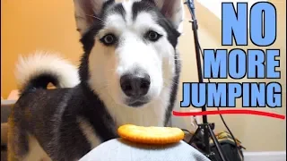 Teach Your Dog To STOP JUMPING (Simple Steps)