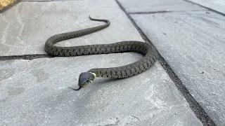 Cotswold Grass Snake