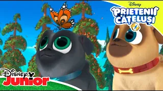 🐶 Momente de aventură cu Bingo și Rolly | Prietenii Cățeluși | Disney Junior România