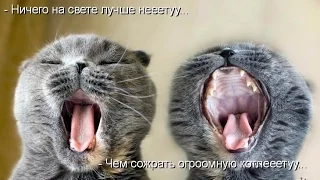 Смешные картинки про кошек и котят Выпуск № 4  FUNNY CATS СМЕШНЫЕ КОШКИ