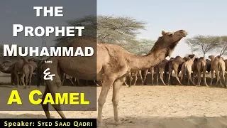 A Camel and The Prophet Muhammad SAWS - A Miracle Story English