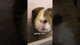 The Truth About Guinea Pig Hygiene and Bathing #shots | GuineaDad School