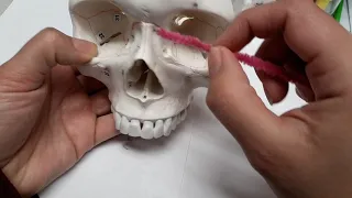 Nasal bones 2019