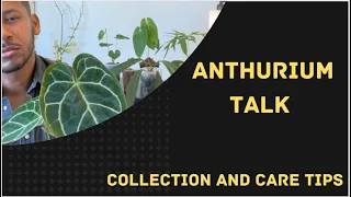 Anthurium Talk & (Ecuagenera Unboxing)