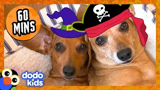 60 Minutes Of The Most PERFECT Halloween Animals | Dodo Kids | 1 Hour Of Animal Videos For Kids