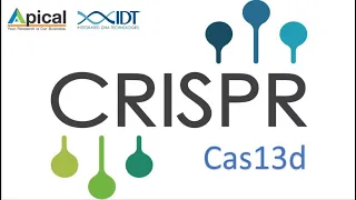 CRISPR- Cas13d