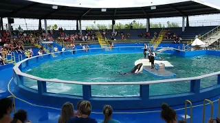 Miami Seaquarium Orca Show - Killer Whale