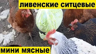 Ливенские ситцевые и мини мясные куры  в 5 месяцев.