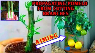 how to propagate pomelo by cutting branches