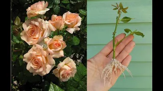 Cuttings of roses in summer in perlite. The result pleased me.