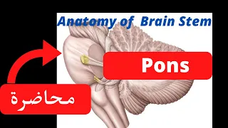 Anatomy of pons شرح