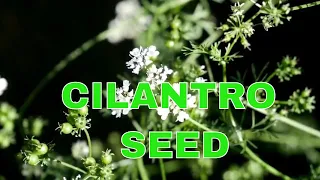 Never Buy Seeds Again - How to Collect Cilantro Seeds