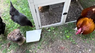 Chicken landscaping is driven largely by chaos.