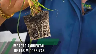 Impacto ambiental de las micorrizas - TvAgro por Juan Gonzalo Angel Restrepo