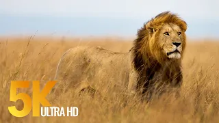 5K African Wildlife Documentary Film - Etosha National Park, Namibia, Africa