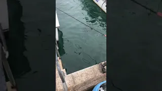 Cook Islands giant trevally - Rarotonga