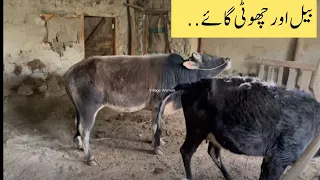 New entry amazing bull and cow 🐄. | Village Animals |