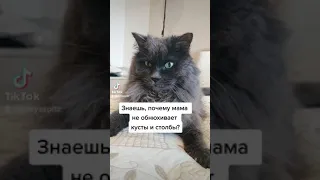 Кот рассказал шпицу страшную правду!