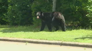 We found the black bear roaming around Mebane!