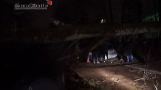 В Смоленске дерево и бетонный столб упали на автомобили