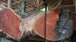 Monsters ! The world's largest and most dangerous wood by sawmill