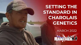 Setting the Standard in Charolais Genetics | The American Rancher