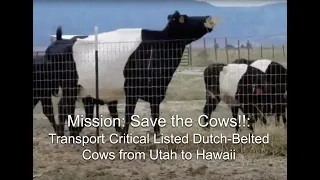 Dutch Belted Heifers and Cow Headed For Hawaii To Join The IBRiY Restoration Farm