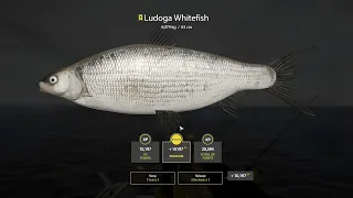 RF4 - Trophy Ludoga Whitefish on archipelago - 4,079kg