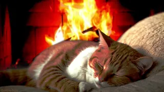 Tranquil Bliss | Cat's😸 Purr and Fireplace🔥 Crackle for Relaxation😴