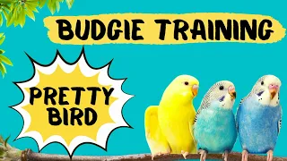 Teach your Budgie to say PRETTY BIRD, Budgie Talking Training, How to teach a budgie to talk