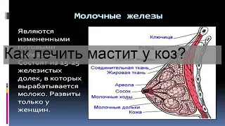 Как лечить мастит у коз?