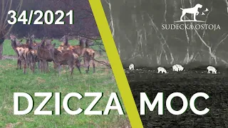 SUDECKA OSTOJA 34/2021. Polowanie na dziki. Hunting Wild Boars.