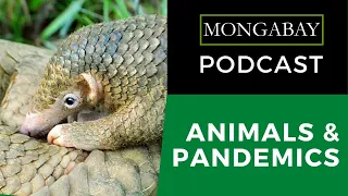 Podcast: The link between pandemics and the destruction of nature, with John Vidal