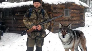 Старый ВОЛК круто изменил судьбу молодого охотника