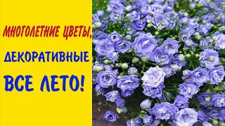 ПОСАДИТЕ ЦВЕТЫ,ДЕКОРАТИВНЫЕ все ЛЕТО в САДУ!