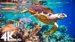 3 HOURS of 4K Underwater Wonders + Relaxing Music - Coral Reefs & Colorful Sea Life in 4K ULTRA HD