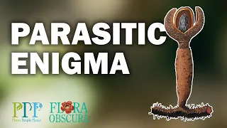 Prosopanche: a parasitic enigma