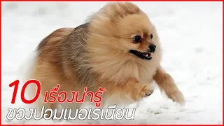 10 เรื่องน่ารู้ของปอมเมอเรเนียน ที่คุณอาจไม่เคยรู้ !!