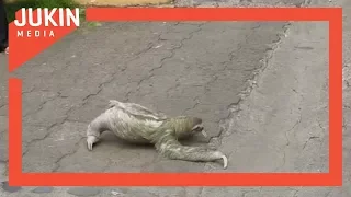 Three-Toed Sloth Crosses Road in Costa Rica