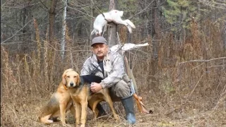 Русские гончие Плакса и Гай (6 мес.)  вл. Игорь Палкин г. Канск (Красноярский край), Россия.