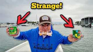 Using The STRANGEST Bait EVER! Surprising Results