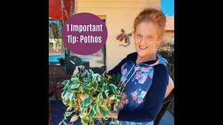 1 Important Tip: Pothos Losing Leaves #shorts #pothos #houseplants