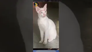 Apakah Kamu Bisa Tahan Tawa? Versi Kucing (Part 45)