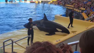 Loro Parque Tenerife Orca Show