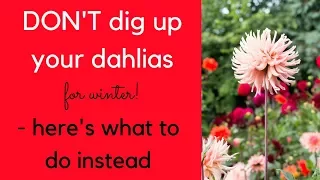 DON'T dig up your dahlias this winter - here's what to do instead