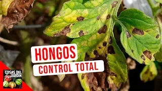 HOW TO KILL FUNGUS ON PLANTS - FUNGAL DISEASES OF PLANTS: IDENTIFICATION AND CONTROL (EN ESPAÑOL)