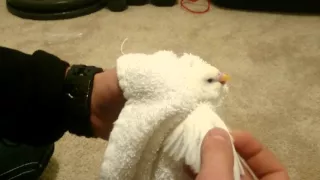 How To Clip Parakeet Wings, similar to conures and cockatiels clipping