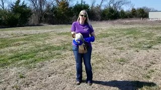 Release of a gun shot red-tailed hawk