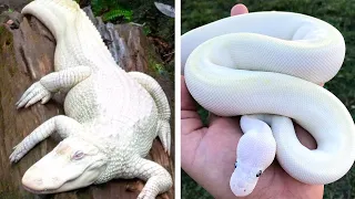 The 15 Rarest Albino Animals